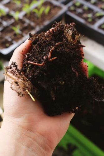 Why You Should Keep A Worm Bin